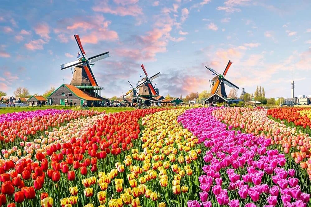 Jigsaw Puzzle for Adults - Tulips Field - Landscape Picture - Jigsaw Puzzle 1000 Pieces (B0CQXXZ6ZJ) Amazon Price History, Amazon Price Tracker