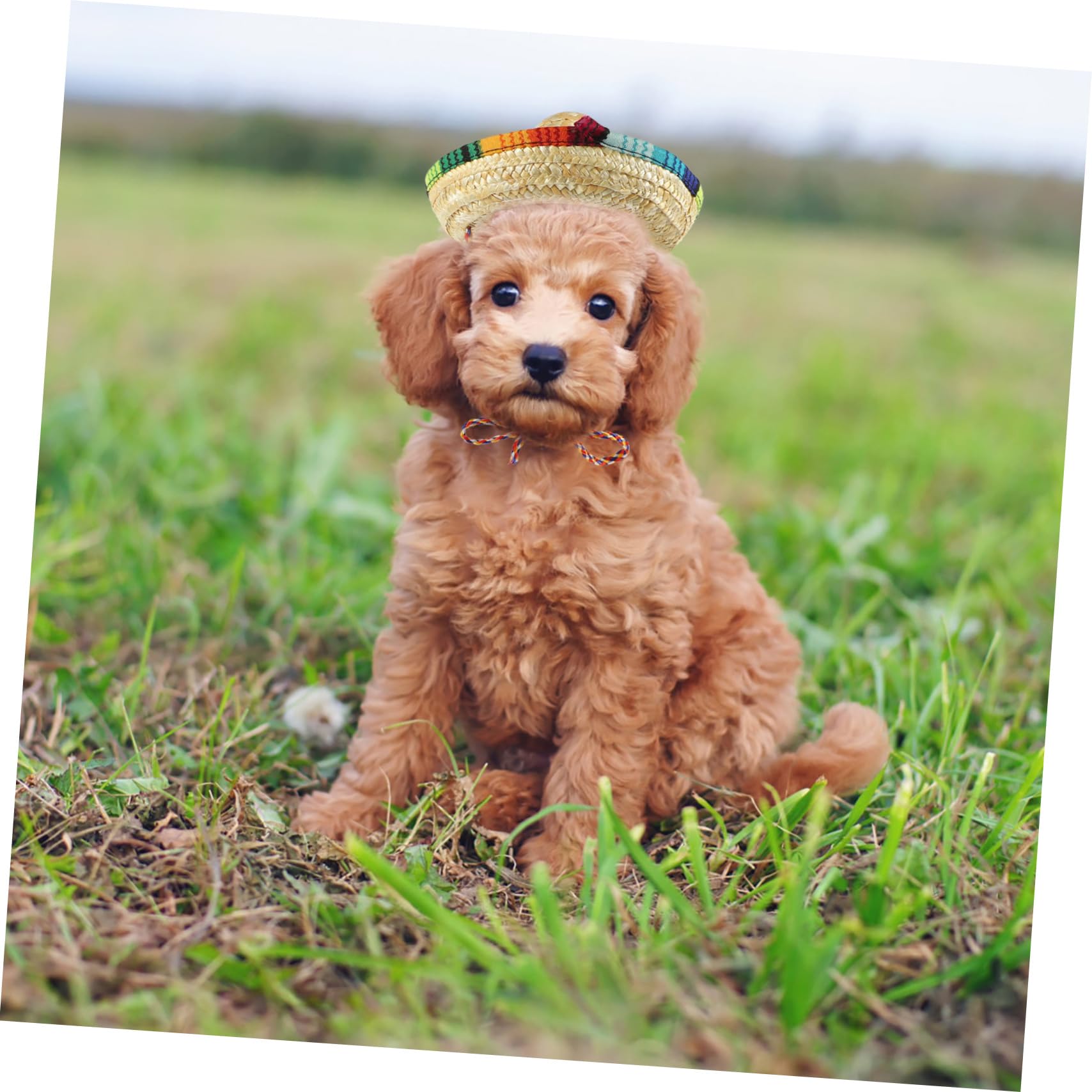 Toyvian 10 Cappelli Di Ricambio Per Bambole Leggeri E Adorabili Accessori Per Feste Per Animali Domestici