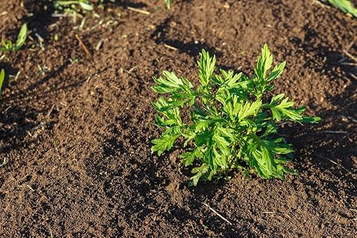 Miniatura 2 de Semillas de Hierbas para Plantar (100 Semillas) - Artemisia vulgaris