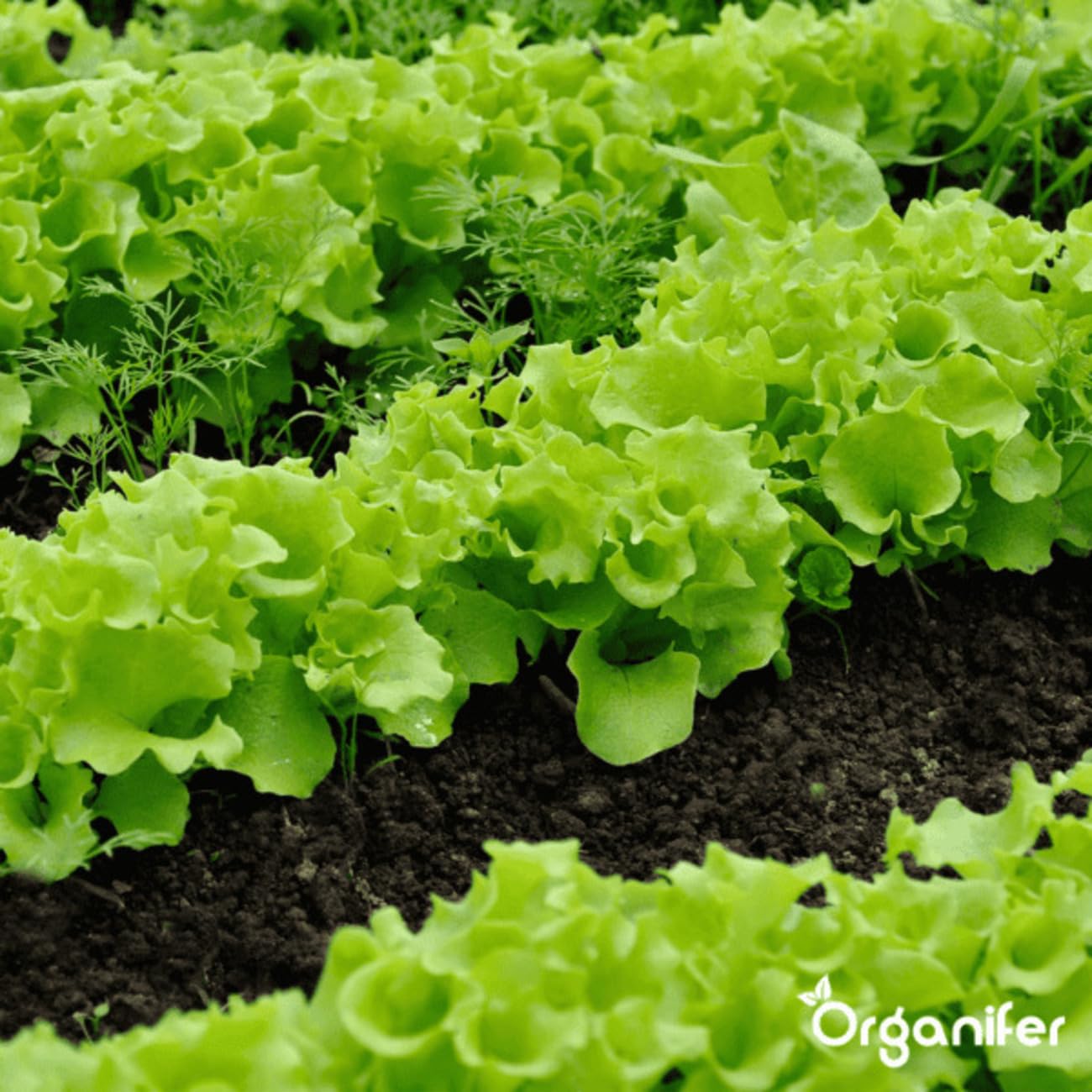 Concentrado - 10L - 10000m2 | Caracoles - No Tóxico - Cuidado Del Jardín - Plantas Sanas - Fertilizante Líquido - Fertilizante Para Jardín - Organifer