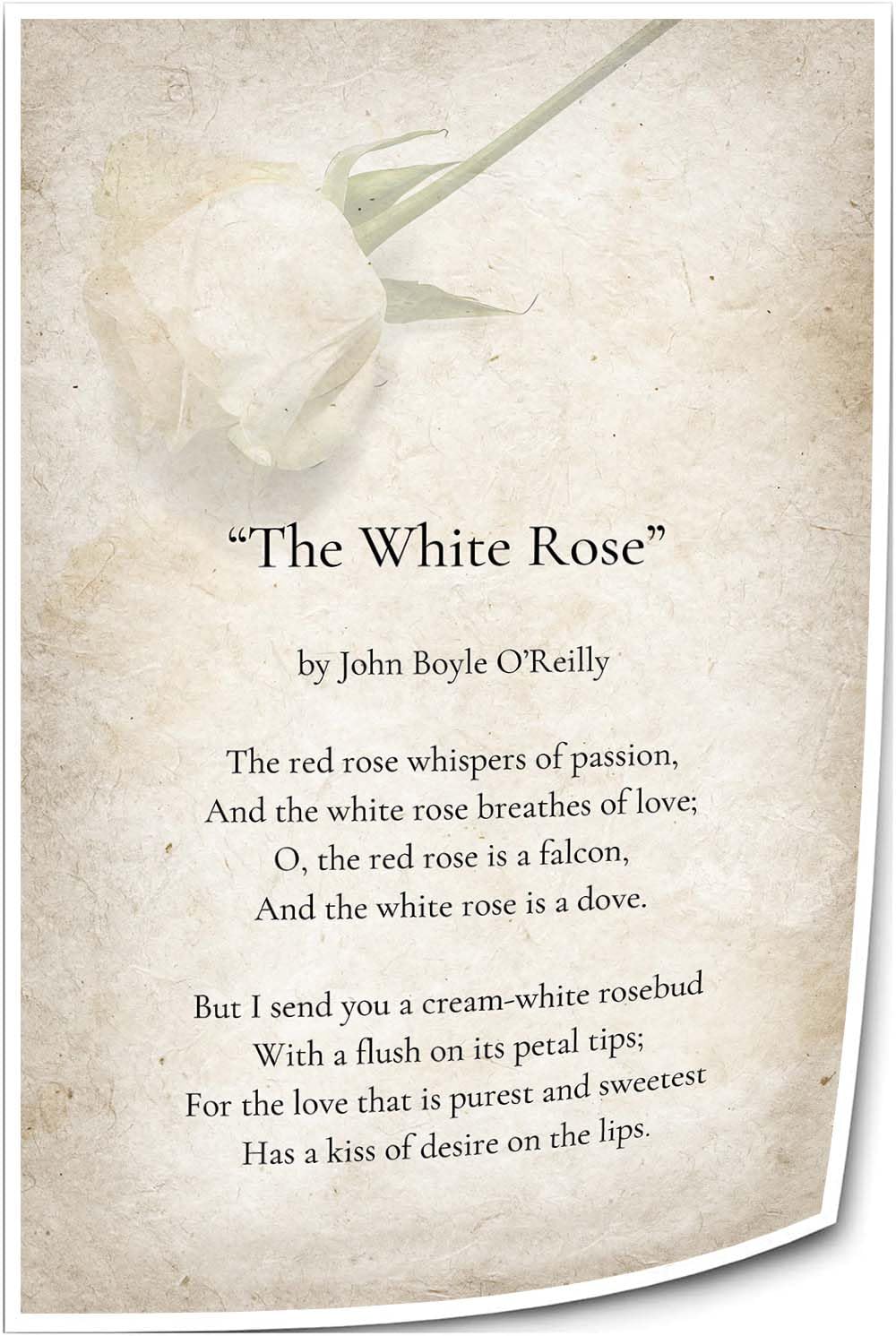 White Rose Love Poem