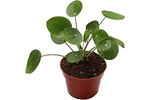 Perfect Live House Plant: California Tropicals Rare Chinese Money Plant (Pilea Peperomioides)...
