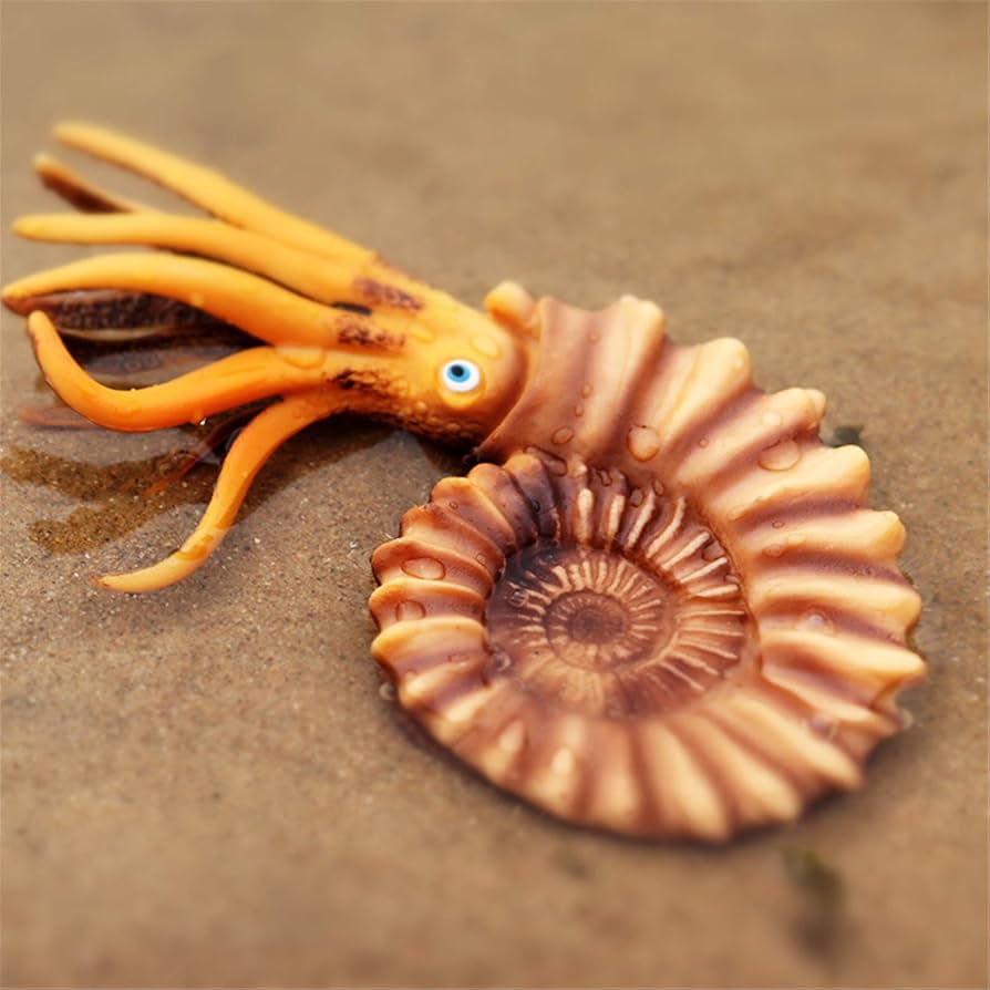 オウム貝、台座付き　貝殻 オウムガイM 貝殻 インテリア 工芸品 コレクション 約12〜14cm