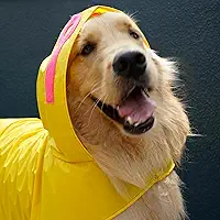 Capa de Chuva Pet para Cachorro - Amarela - Nylon Emborrachado - Impermeável - com Detalhes Rosa Neon (M)