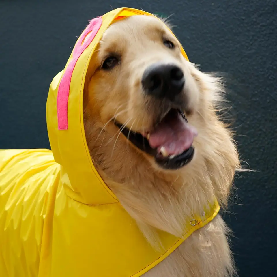 Capa de Chuva Pet para Cachorro - Amarela - Nylon Emborrachado - Impermeável - com Detalhes Rosa Neon (P)