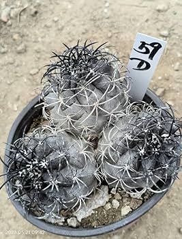 Amazon.co.jp: NO.1 コピアポア グリセオビオラセア カキコ