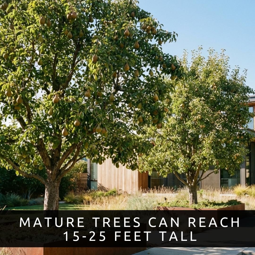 Amazon.com : Pear Tree Seeds for Planting 20 Non GMO Seeds Grow Fresh Pears  at Home Heirloom Fruit Tree Seeds Backyard Orchard Garden Starter Kit Easy  to Grow Edible Landscape Trees (20