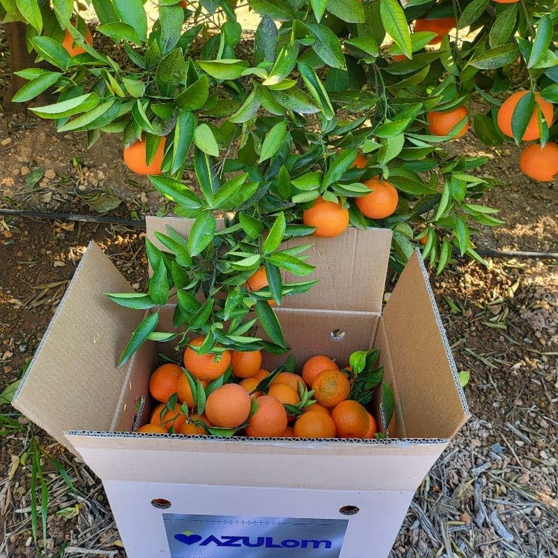 Caja de 15 Kg de mandarinas de Valencia