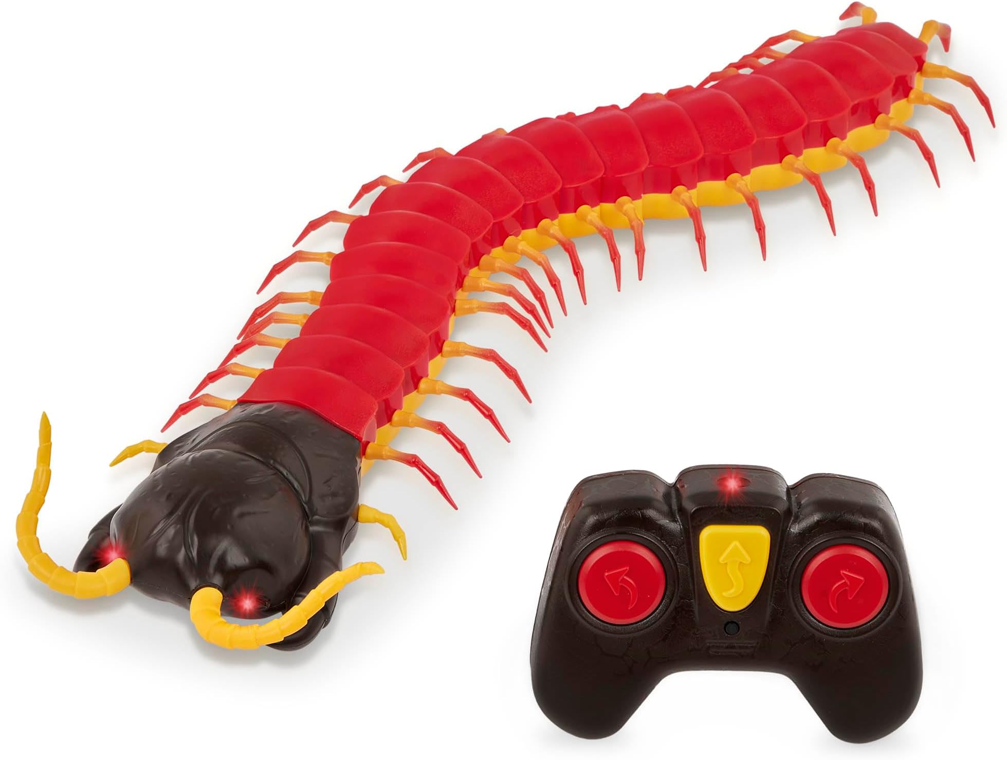 Scolopendra