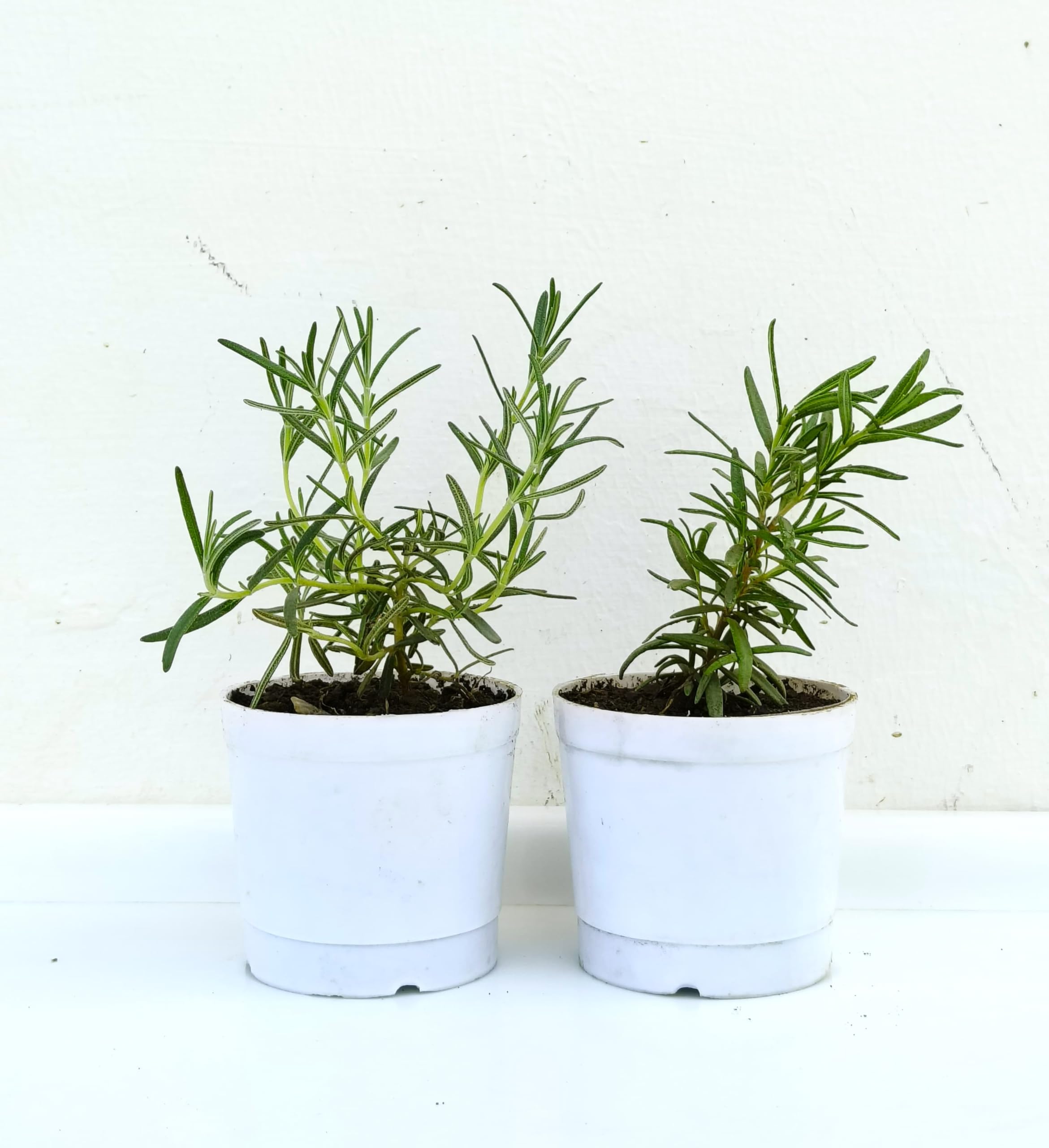 Tofoh Rosemary Plant Set of 2, Live rosemary plant with pot, Herb Gardening Combo (B0D28TF5K9) Amazon Price History, Amazon Price Tracker