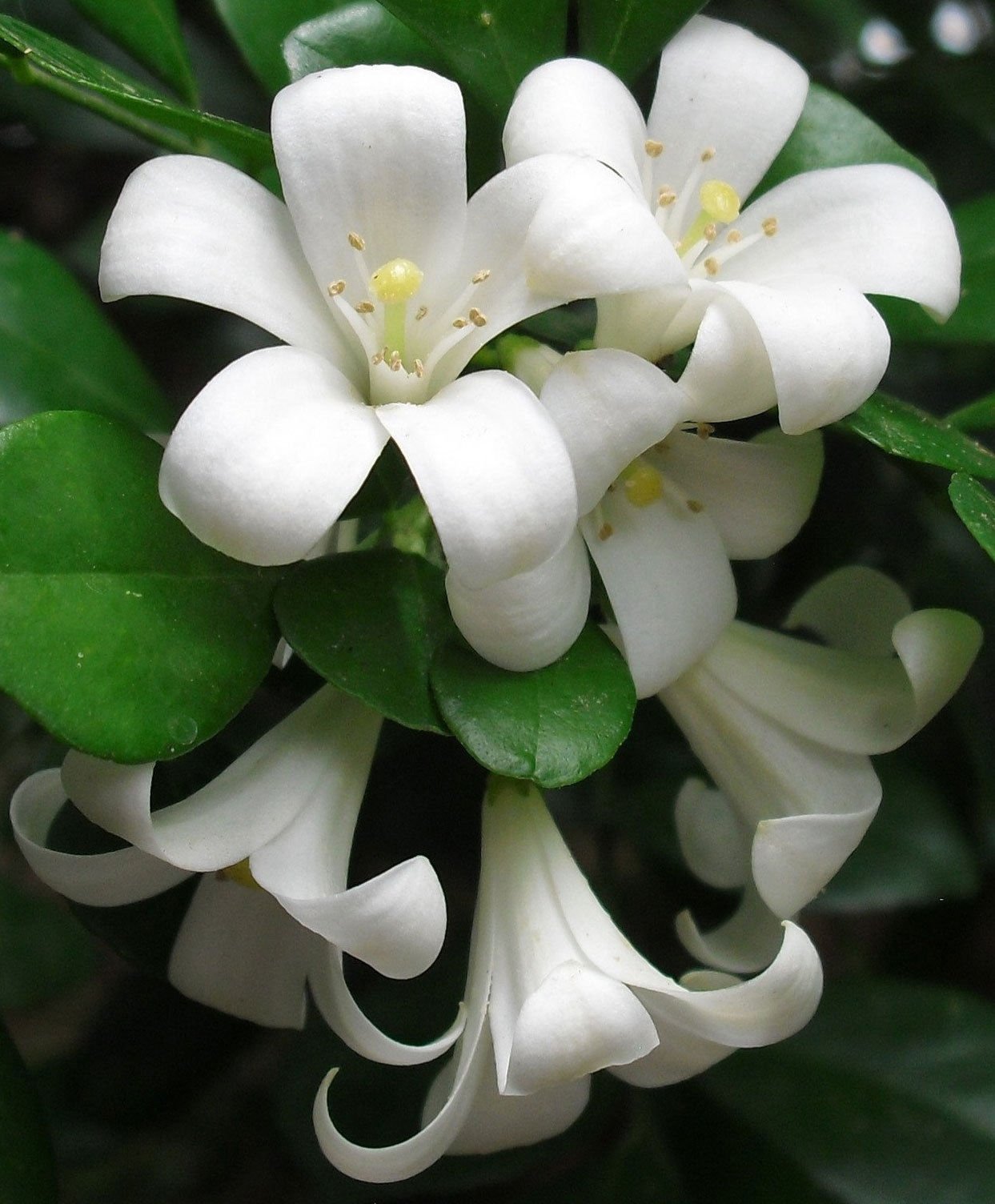 Murraya paniculata | Mock Orange Jasmine | Satinwood | 20_Seeds