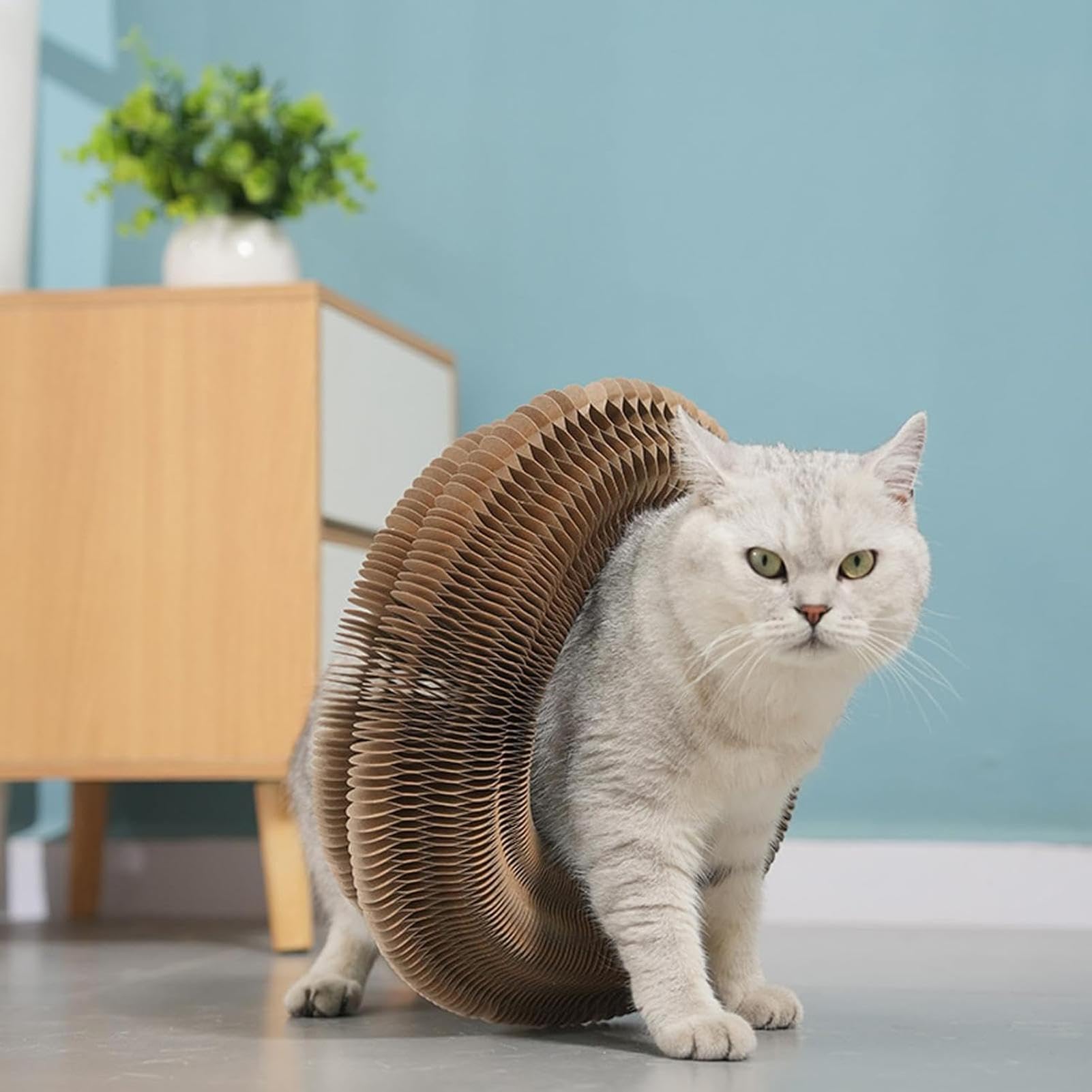 Cat Scratch Pad, Round Cat Acordeon Toy, Interactive Cat Scratcher Ramp, plegable Cat Cardboard Toys, Cat Toy with Bell Ball, Indoor Cat Boredom Relief, Sturdy Cat Scratcher for Pets