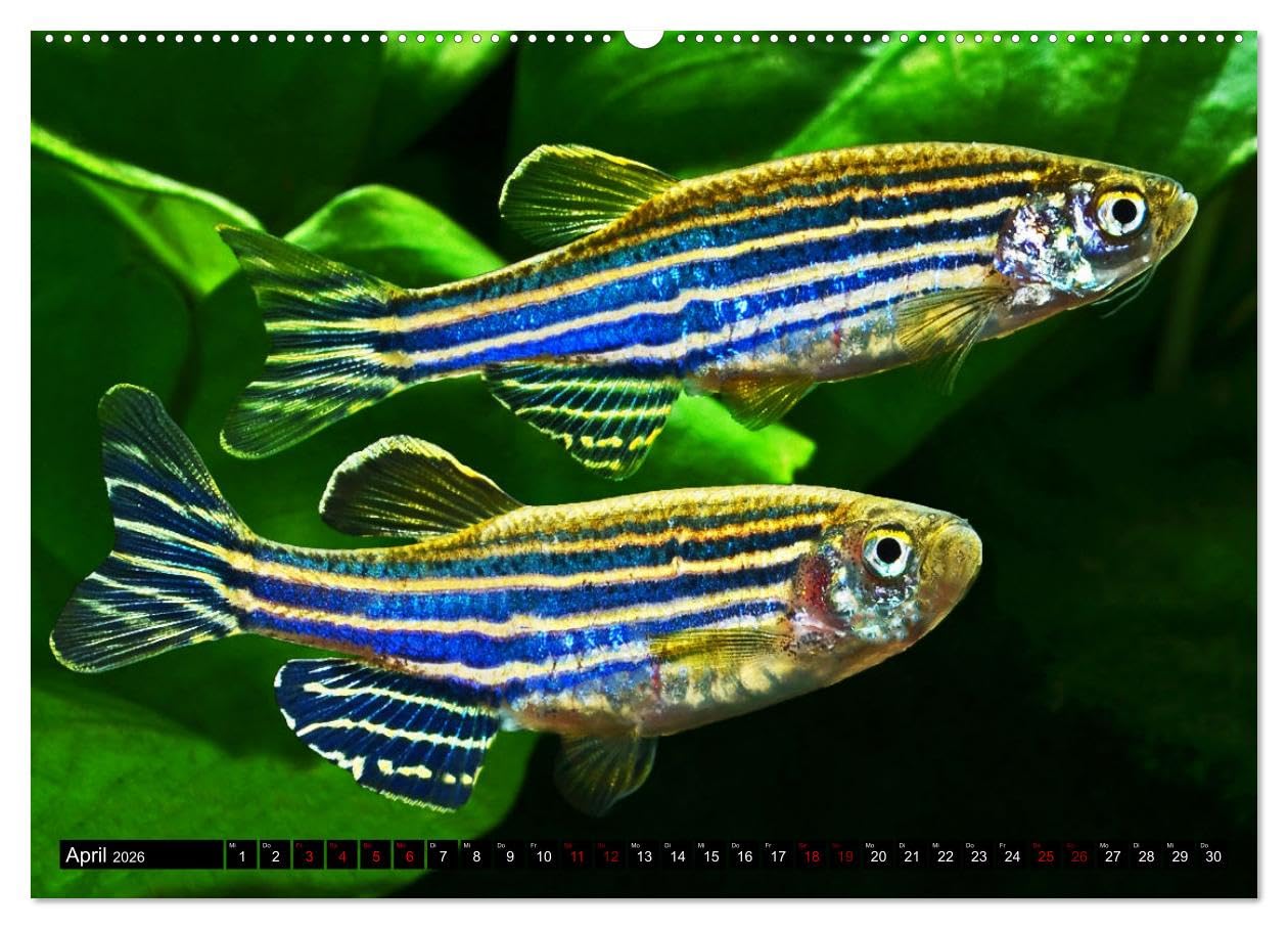 Beliebte Fische der Welt (hochwertiger Premium Wandkalender 2026 DIN A2 quer), Kunstdruck in Hochglanz: Aquaristik - Farbenprächtige Süßwasserfische