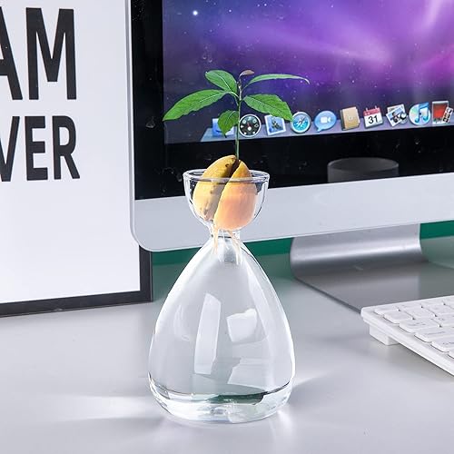 Miniatura 5 de RunNico Jarrón pequeño de iniciación de semillas de aguacate, kit de cultivo de árbol de aguacate, jarrón de vidrio de aguacate, regalo para los