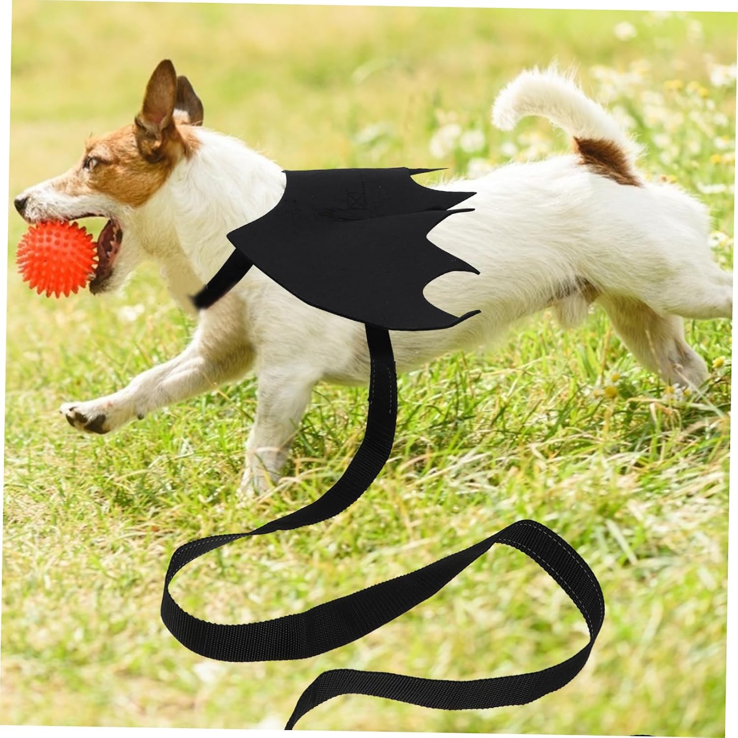 VANZACK Pet Leash with Bat Wing Cat Chest Strap and Dog Harness for Halloween Unique and Attractive Design for Pets Includes Random Button Color