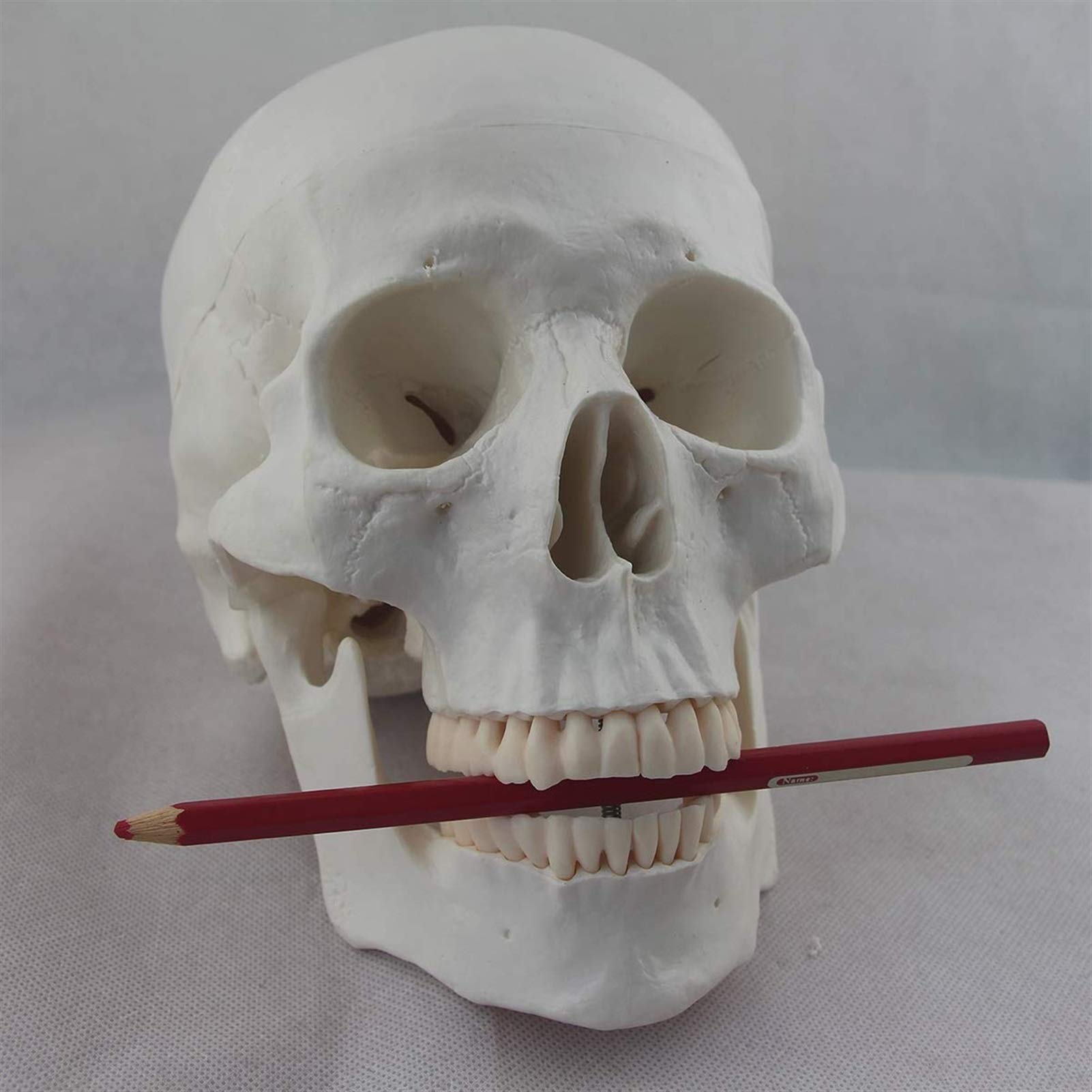 1:1 Model ludzkiej czaszki w rozmiarze rzeczywistym Anatomia Czaszka Głowa Ciało Model naukowy Matowy materiał PVC Medyczny Dekoracja Statua Narzędzia dydaktyczne