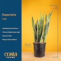 Vista 4 de Costa Farms - Planta de la serpiente viva, sansevieria de fácil cuidado, maceta de decoración moderna en tierra, regalo para inauguración