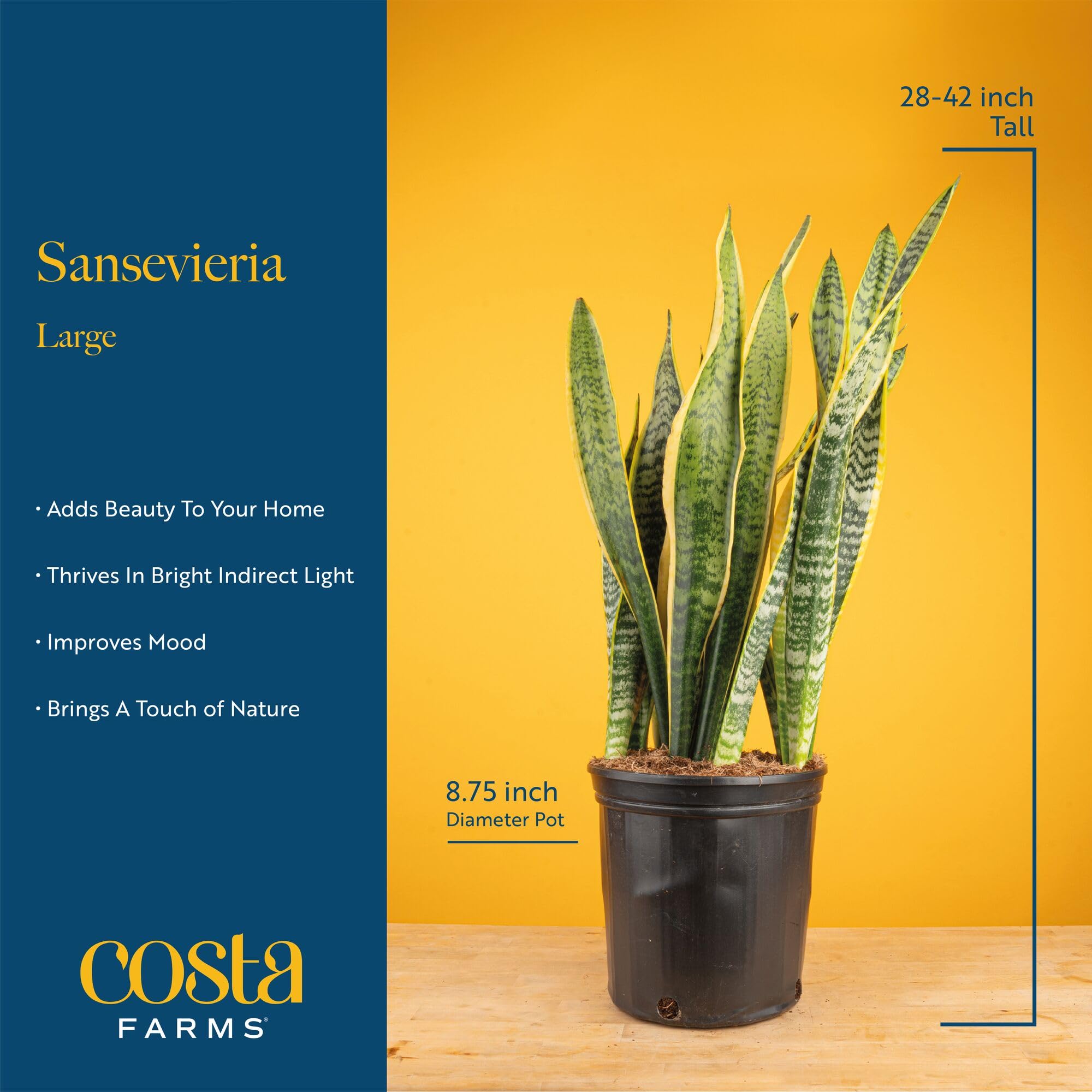Amazon.com : Costa Farms Live Snake Plant, Sansevieria, Easy Care House  Plant in Premium Decor Pot, Houseplant in Potting Soil Mix, Succulent Plant  Gift for Housewarming, Office and Home Decor, 2-3 Feet