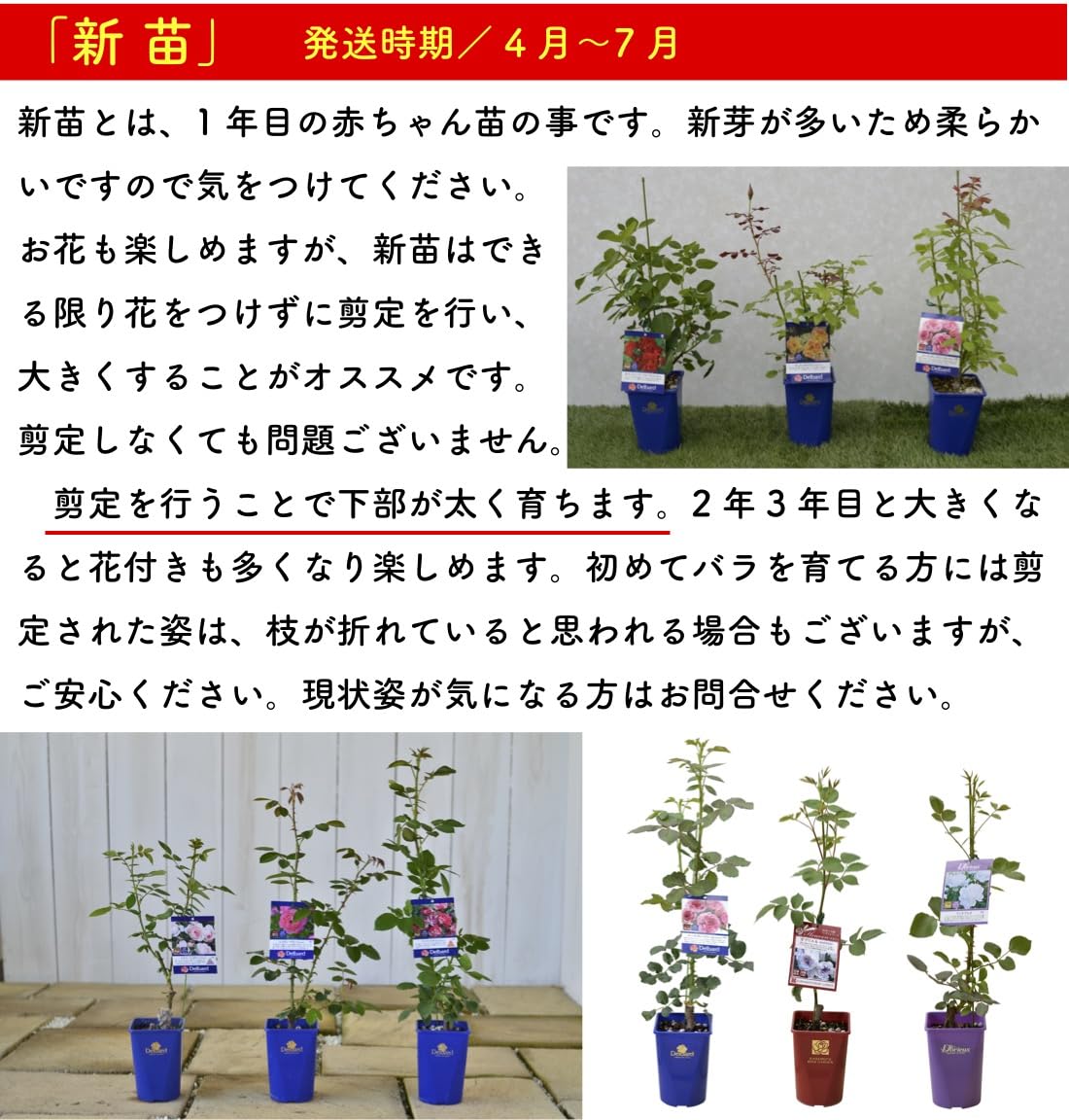 希少　薔薇苗　バラ苗　ロンドン。。。2年　1鉢 Amazon.co.jp: [ ラ マリエ バラ 新苗 4号鉢 ] バラ苗 鉢植え 薔薇