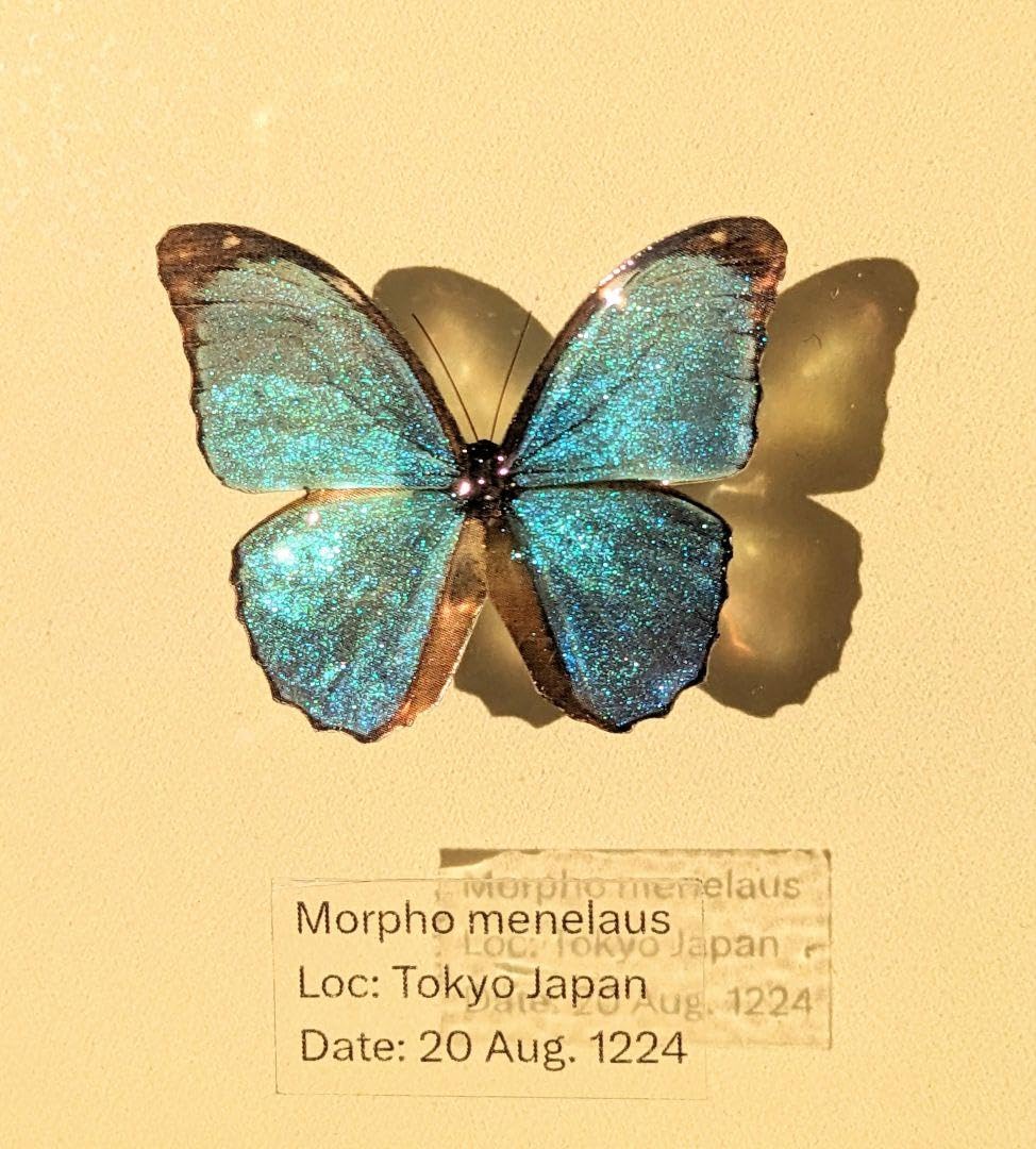 超美麗メネラウスモルフォ インテリア標本 蝶標本 昆虫 <0907z標本・蝶
