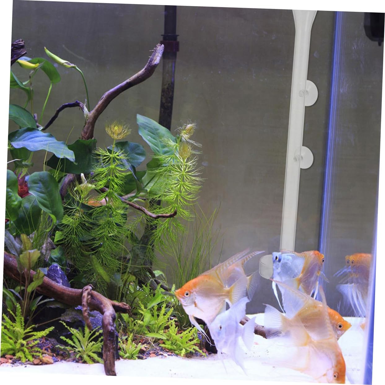 1set Acrylic Shrimp Feeder and Plate for Aquarium Dishes Cup Easy Installation for Fish and Shrimp Food Distribution