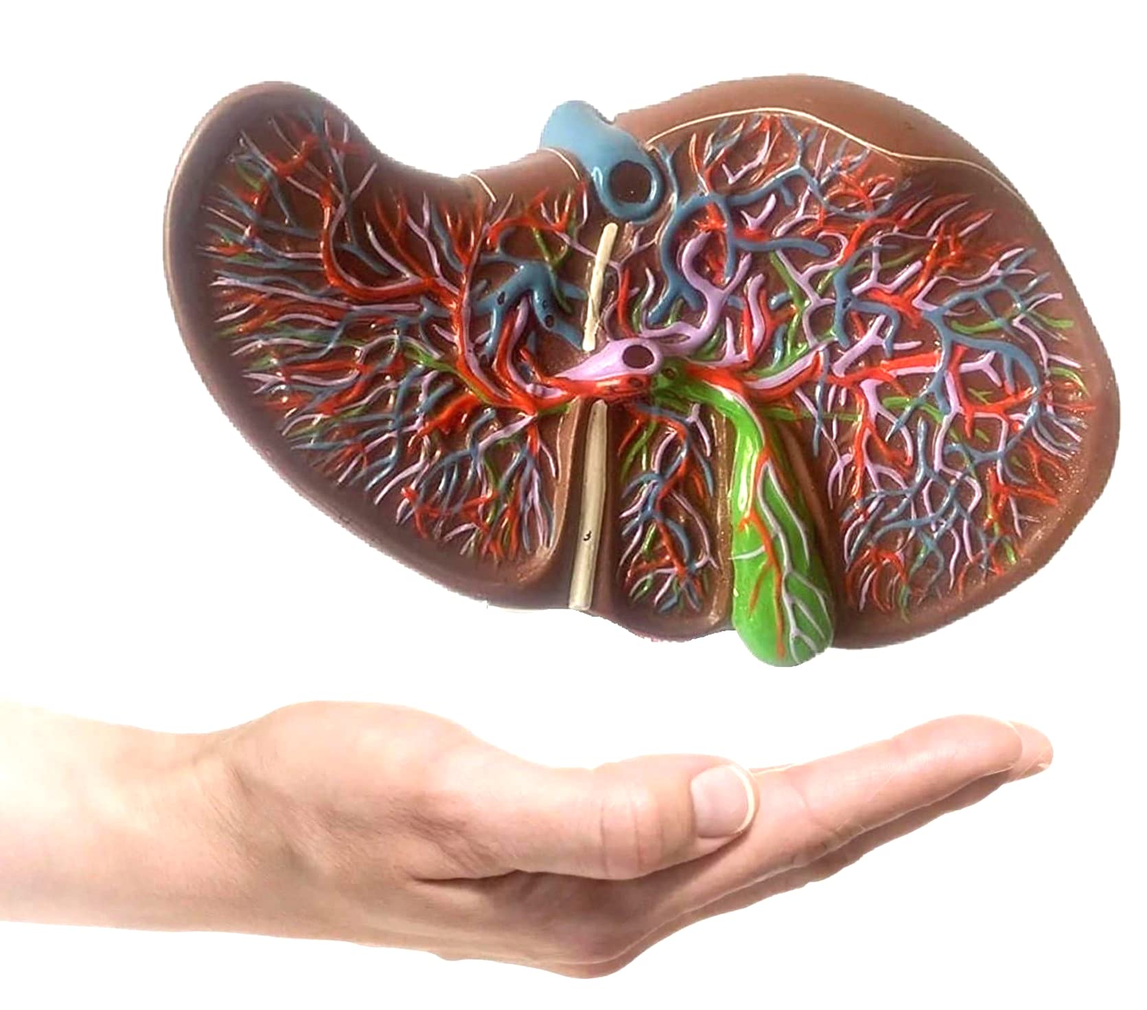 PAUL SCIENTIFIC Anatomical 3D Liver Model With Gallbladder and Vascular Network,High simulation Teaching Detail Delux Model-1.5 Time (B09Y35GXC9) Amazon Price History, Amazon Price Tracker