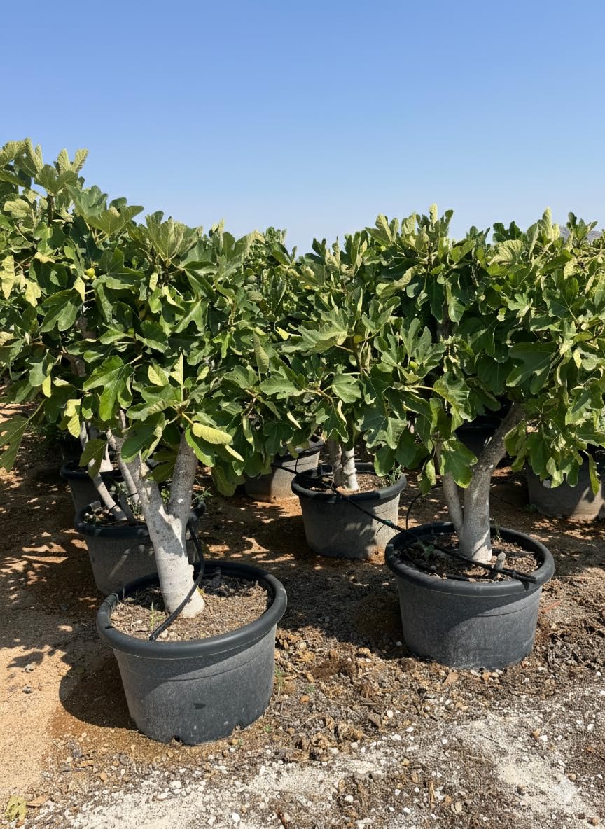 Feigenbaum Calabacita Blanca (Ficus carica), 180 cm
