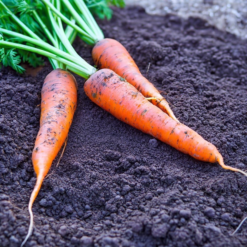 Organic Early Nantes Carrot Seeds, Approx 2400 Seeds