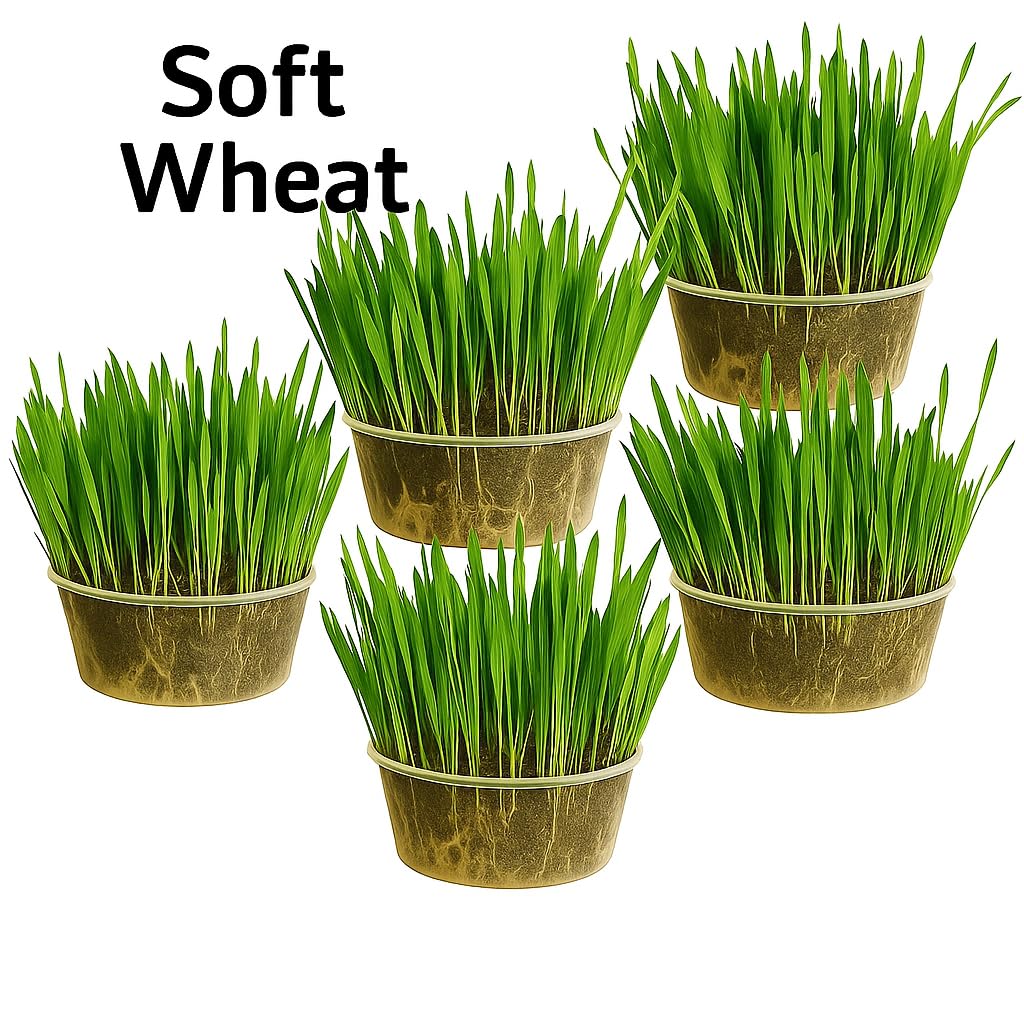 Ambrozia NP Cat Grass Kit x5 Pots - 100% Wheat, Golden - Image 2