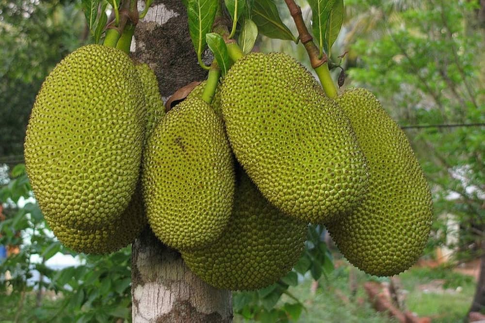MaliaGarden Live Jack Fruit-কাঁঠাল-Gumless-Artocarpus Heterophyllus-Katahal Fruit - Dwarf 1 Plant