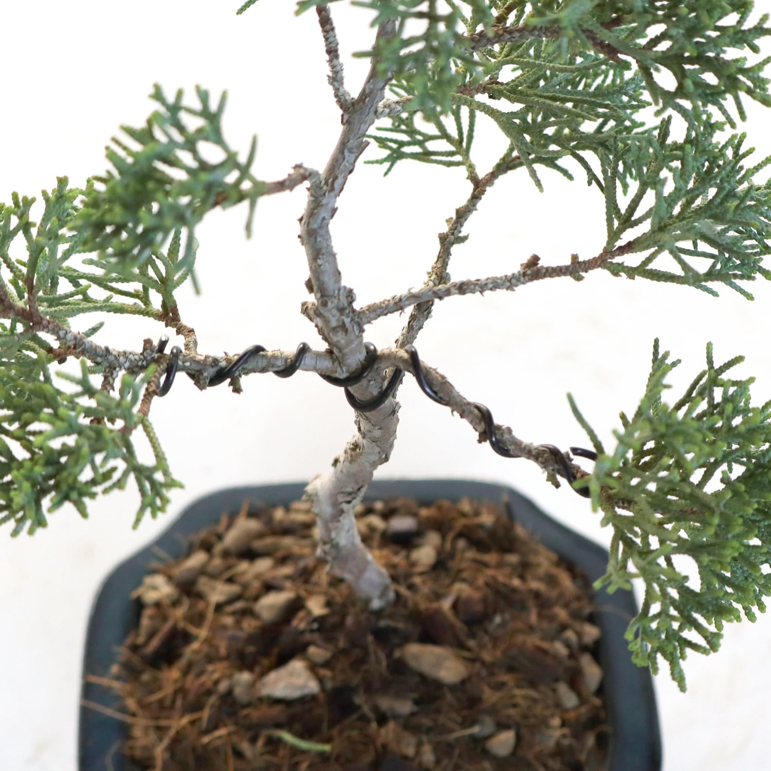 KENTIS - Bonsai di Juniperus Chinensis Kishu - Ginepro - Piante Vere da Esterno Balcone Terrazzo - Vaso in Ceramica Ø 10 cm