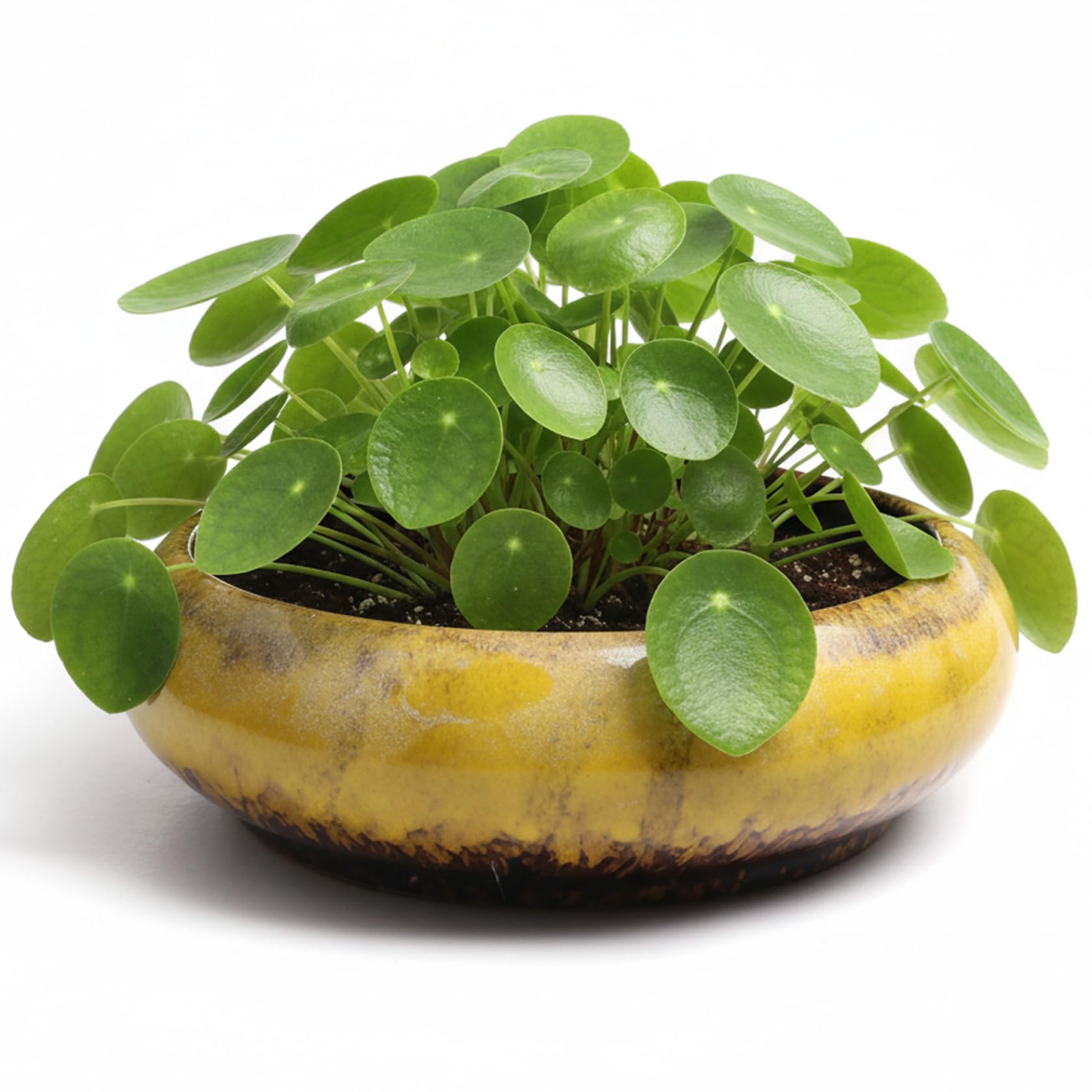 Tsawntd Ceramic Lotus Bowl Planter, Large Bonsai Pots with Glazed Finish for Succulents, Lotus or Indoor Plants, Wide Shallow Garden Bowl for Home Decor (Yellow) Bonsai Pots