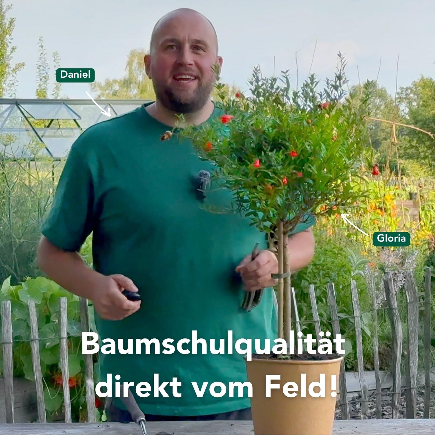 Bloomify® Zwerg Granatapfelbaum "Gloria" | 60 bis 80 cm große winterharte Granatapfel Pflanze | pflegeleichtes Granatapfel Bäumchen für Garten oder Topf | tolle Blüten und Früchte, selbstbefruchtend