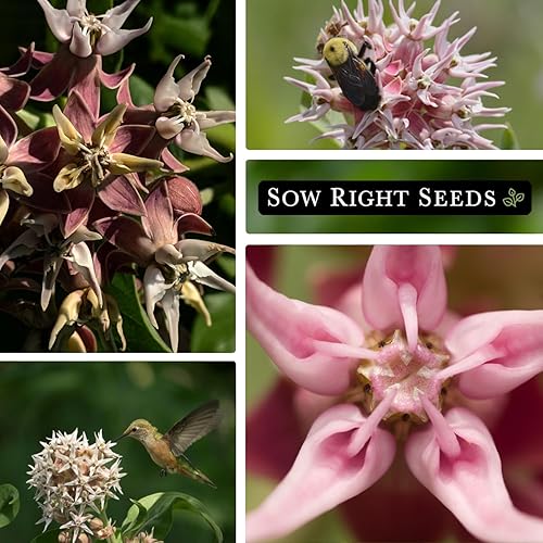 Miniatura 4 de Sow Right Seeds - Semillas llamativas de algodoncillo para plantar - Atrae monarca y otras mariposas a tu jardín - Semillas de reliquia sin OMG