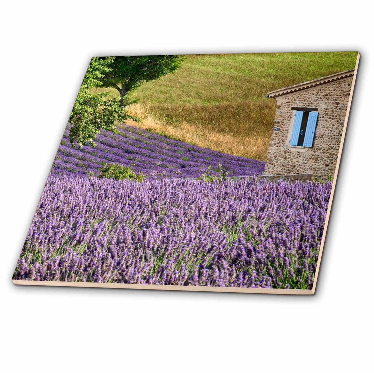 3dRose France, Provence. Lavender Fields Near A Home. Tile, 4 x 4