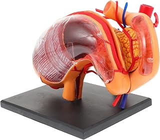 PRETYZOOM 4D Human Stomach Anatomical Model Educational Plastic Stomach Anatomy Teaching Aid for Classroom and Home Learning Lifelike Educational Tool for Boys and Girls and Medical Studies