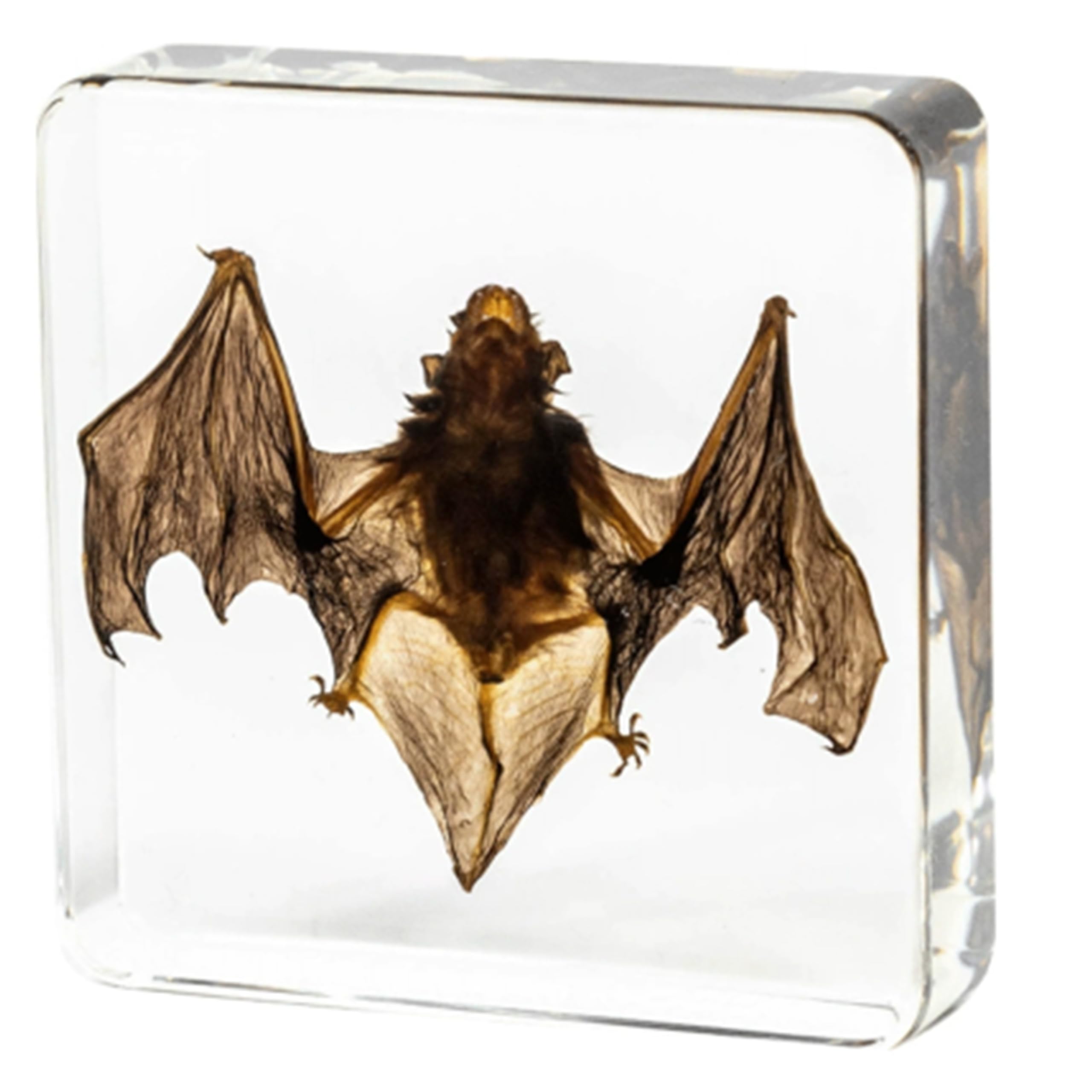 Yuelulala Taxidermy Bat, Real Bat Specimens Animal Specimen in Resin for Great Gift for Fans of Taxidermy, Animal Skull, Oddities, Biology Oddities Collectors(A265-1)