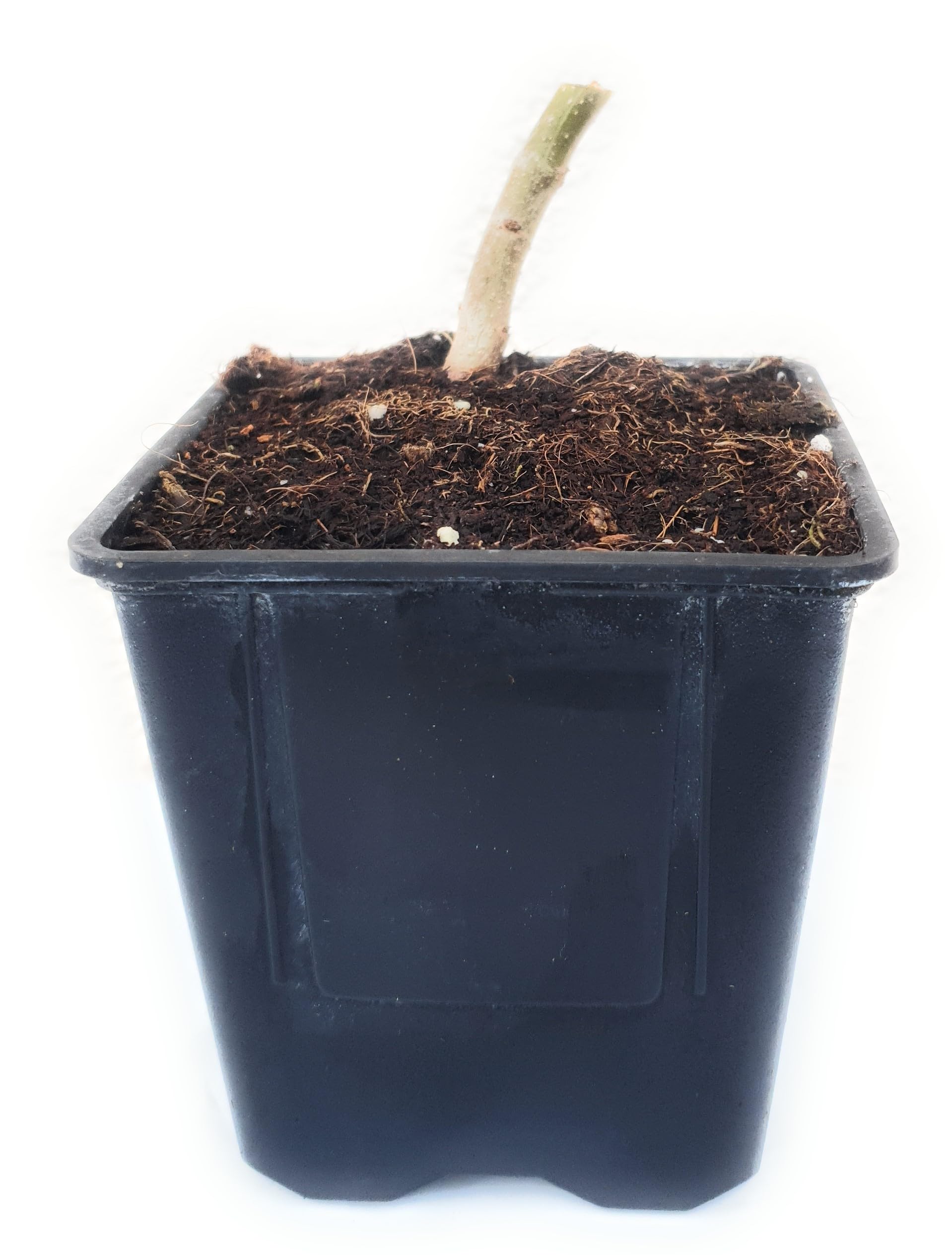 Lot de 2 Arbres Paulownia Turbo Pro à Croissance Rapide - Rustique Ombre