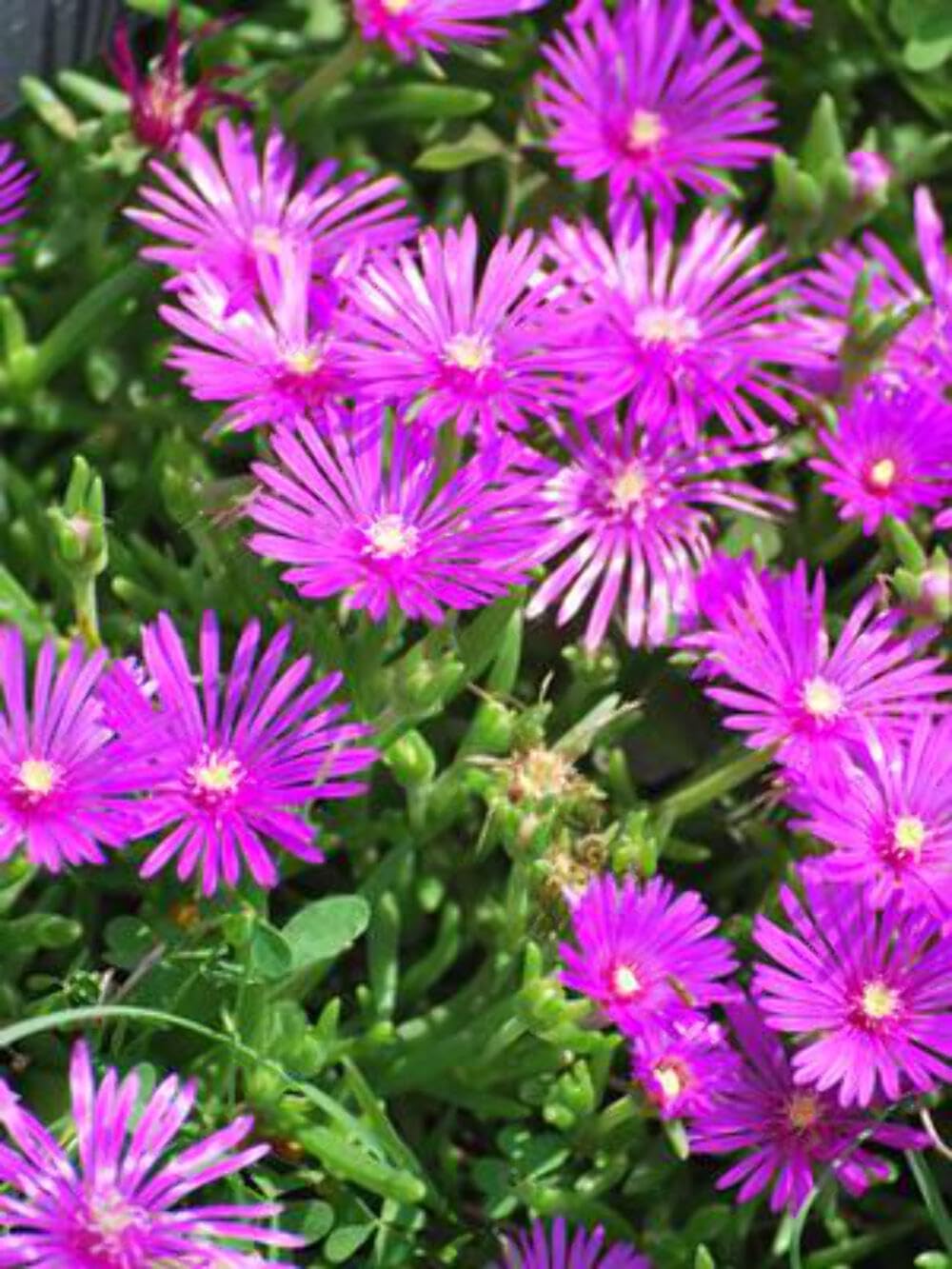 Delosperma cooperi Ice Plant