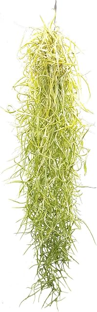 Tillandsia usneoides, Air Plants