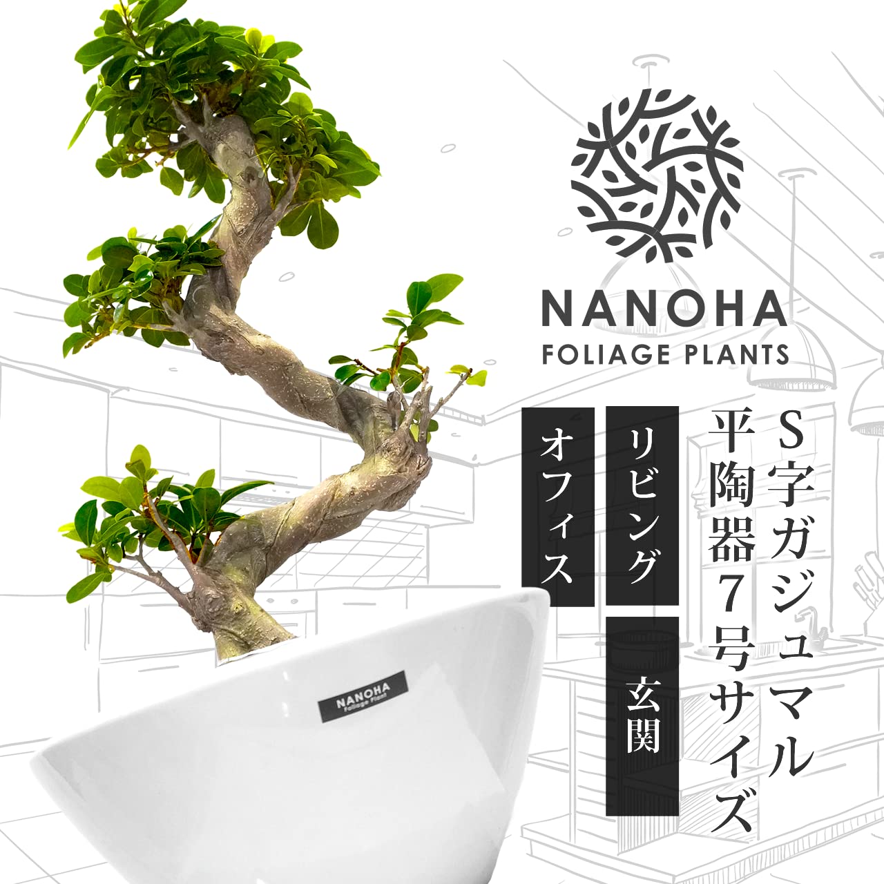 Amazon｜ガジュマルS字 平鉢陶器植え込み 育てやすい大型サイズ 7号 高