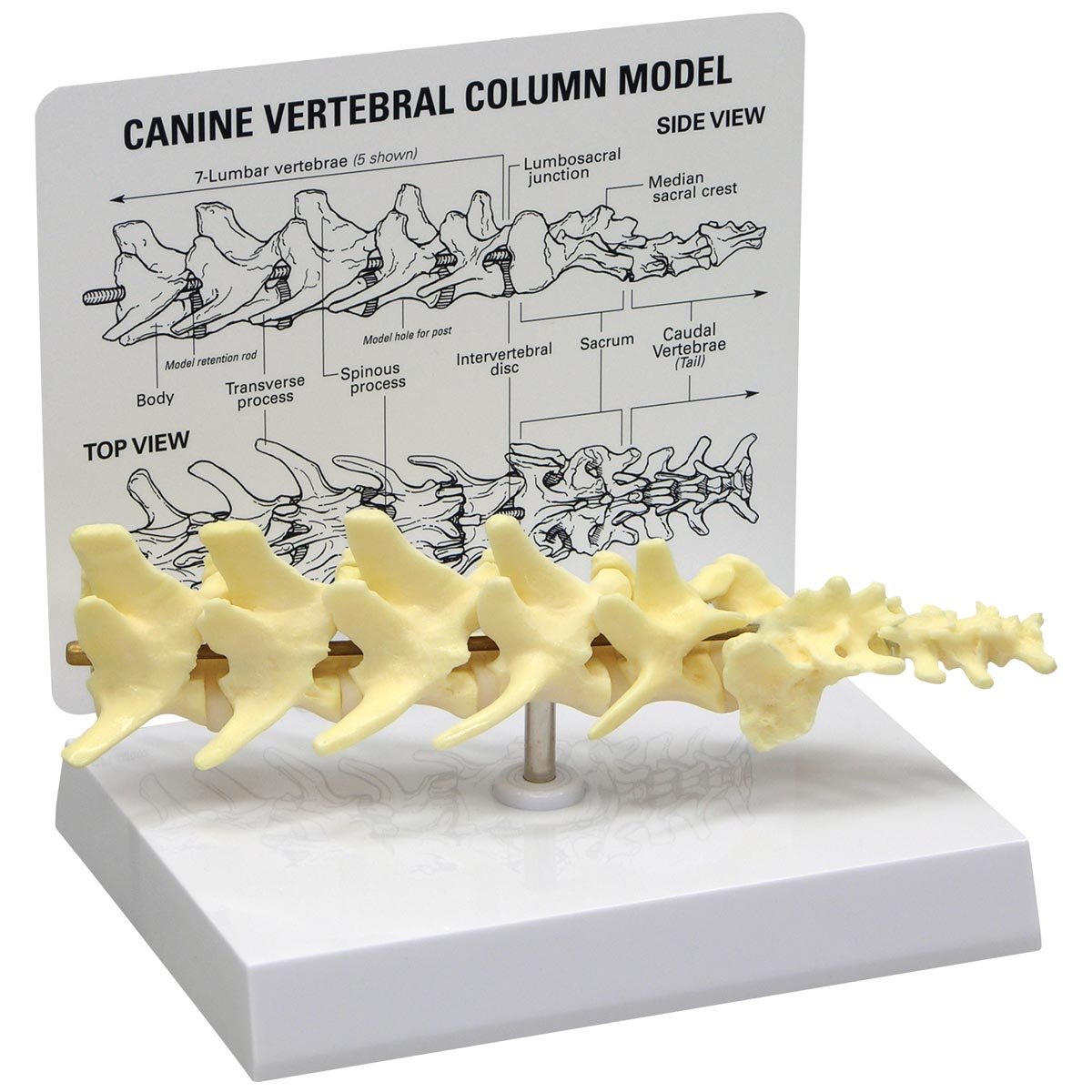GPI Anatomicals W33353 Hund Wirbelmodell