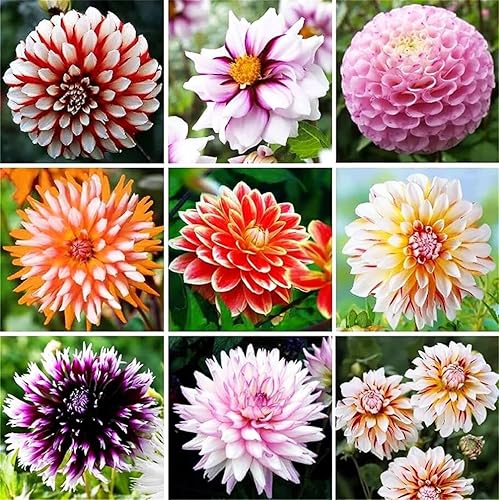 Rare Varieties Plato de cena Rainbow Dalia Semillas Color Mixto 100 Pcs