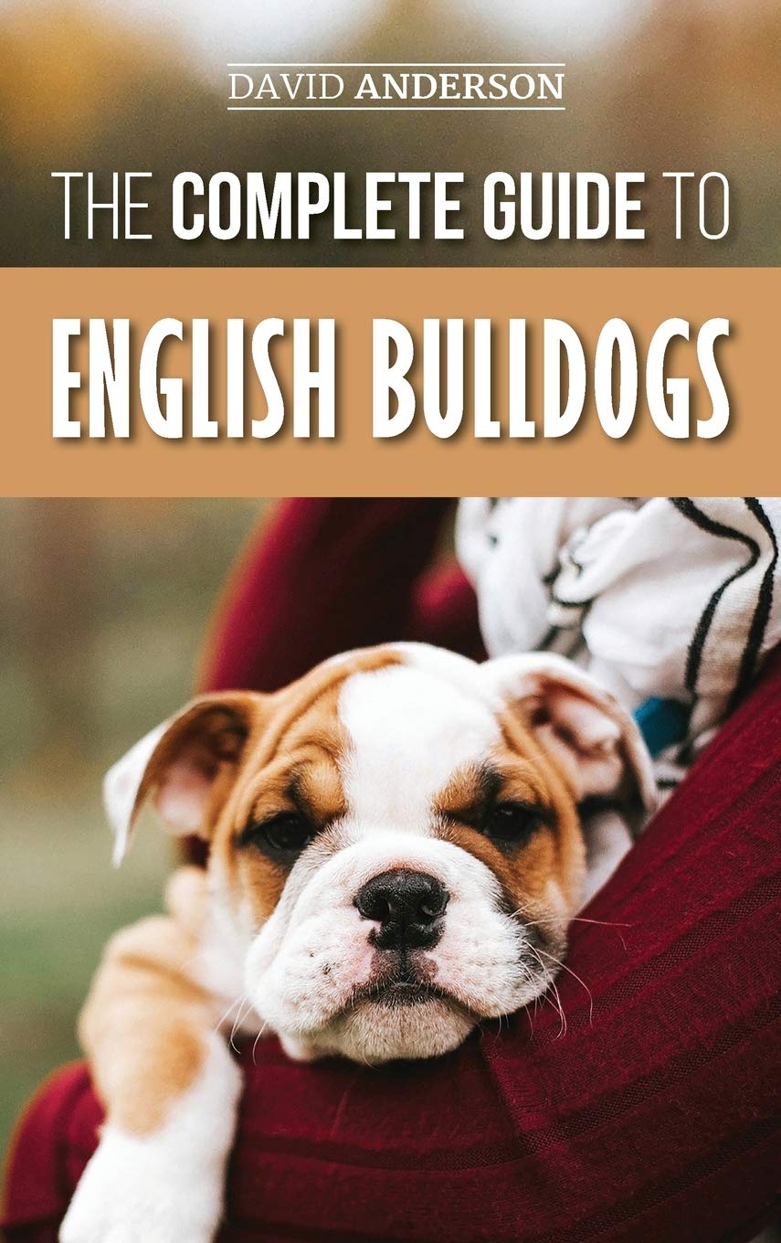 Are Old English Bulldogs Hard To Train are-old-english-bulldogs-hard-to-train