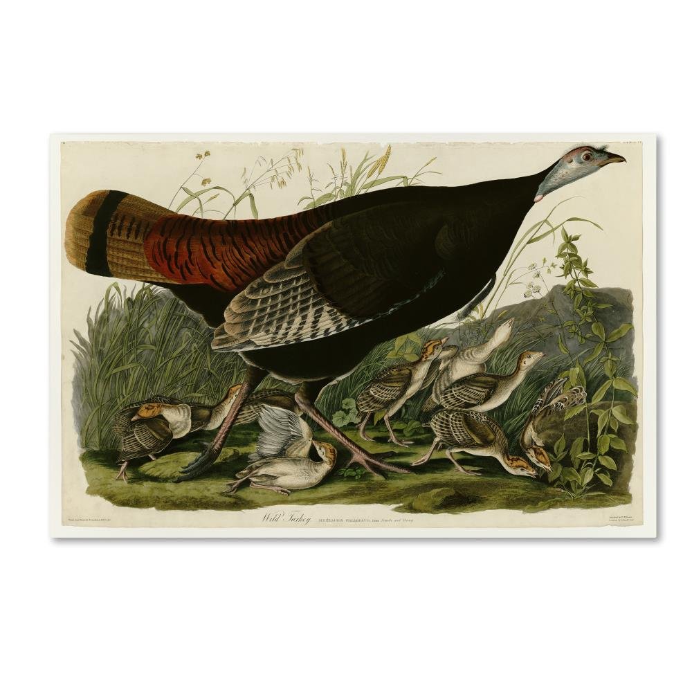 Amazon.com: Trademark Fine Art Wild Turkey Plate 6 Wall