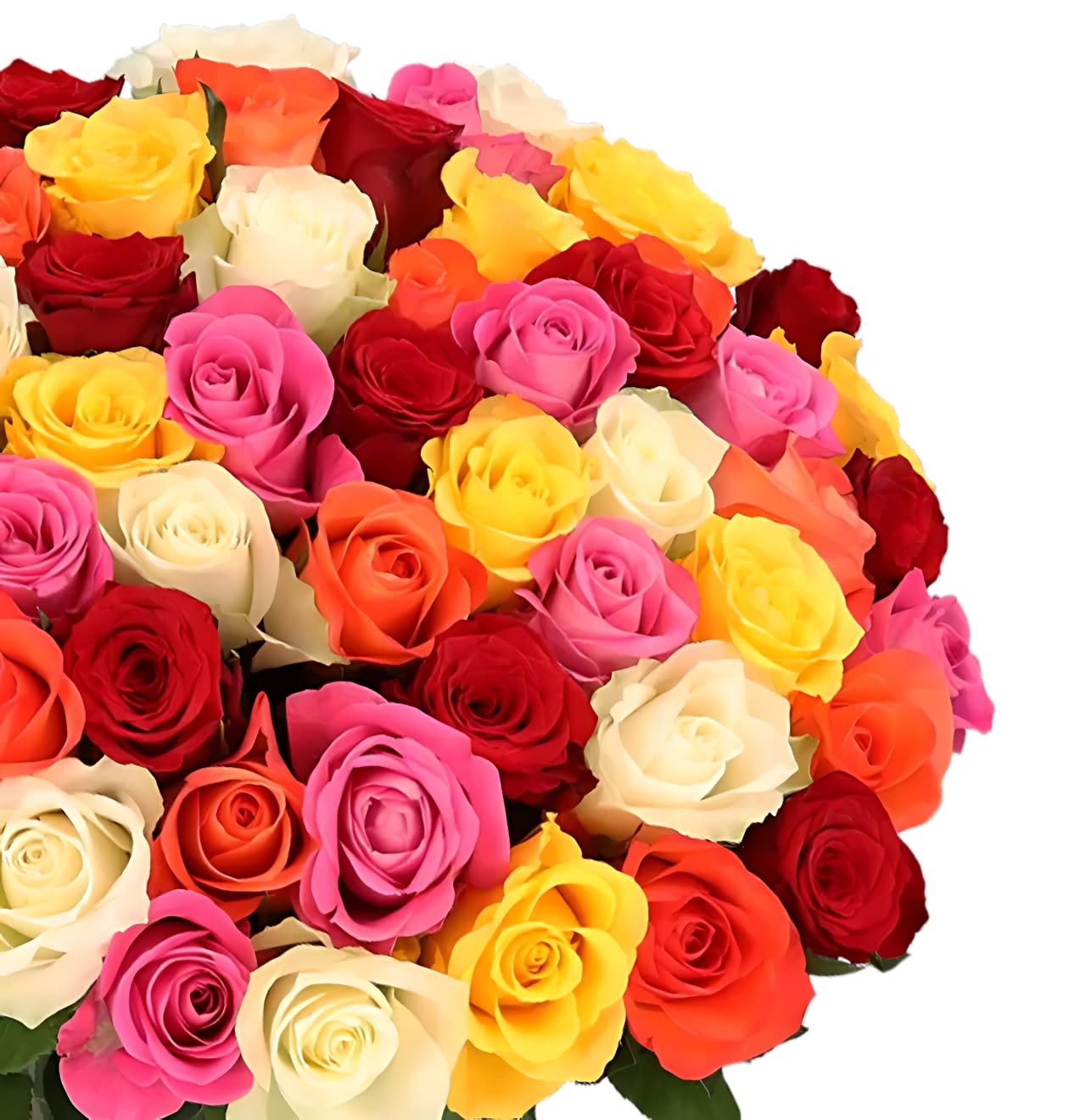 Blume Ideal Rosenstrauß | 20 Bunte Rosen | Ø 40–50 cm | Echte Premium Rosen für Hochzeit & Deko | 7 Tage Frischegarantie | In verschiedenen Farben und Mengen