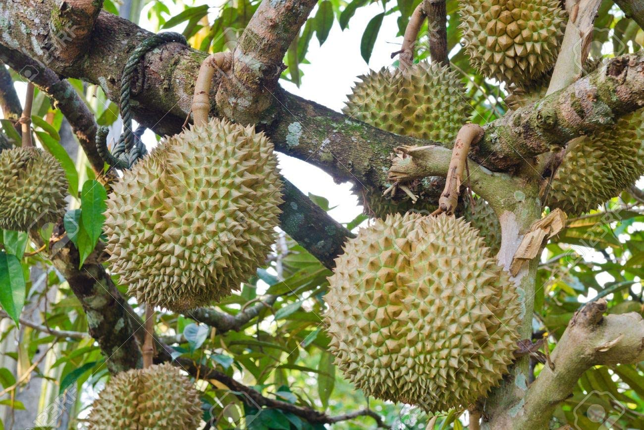 M-Tech Gardens New Durian (Musang King, Seedling) Exotic 1 Live Fruit Plant