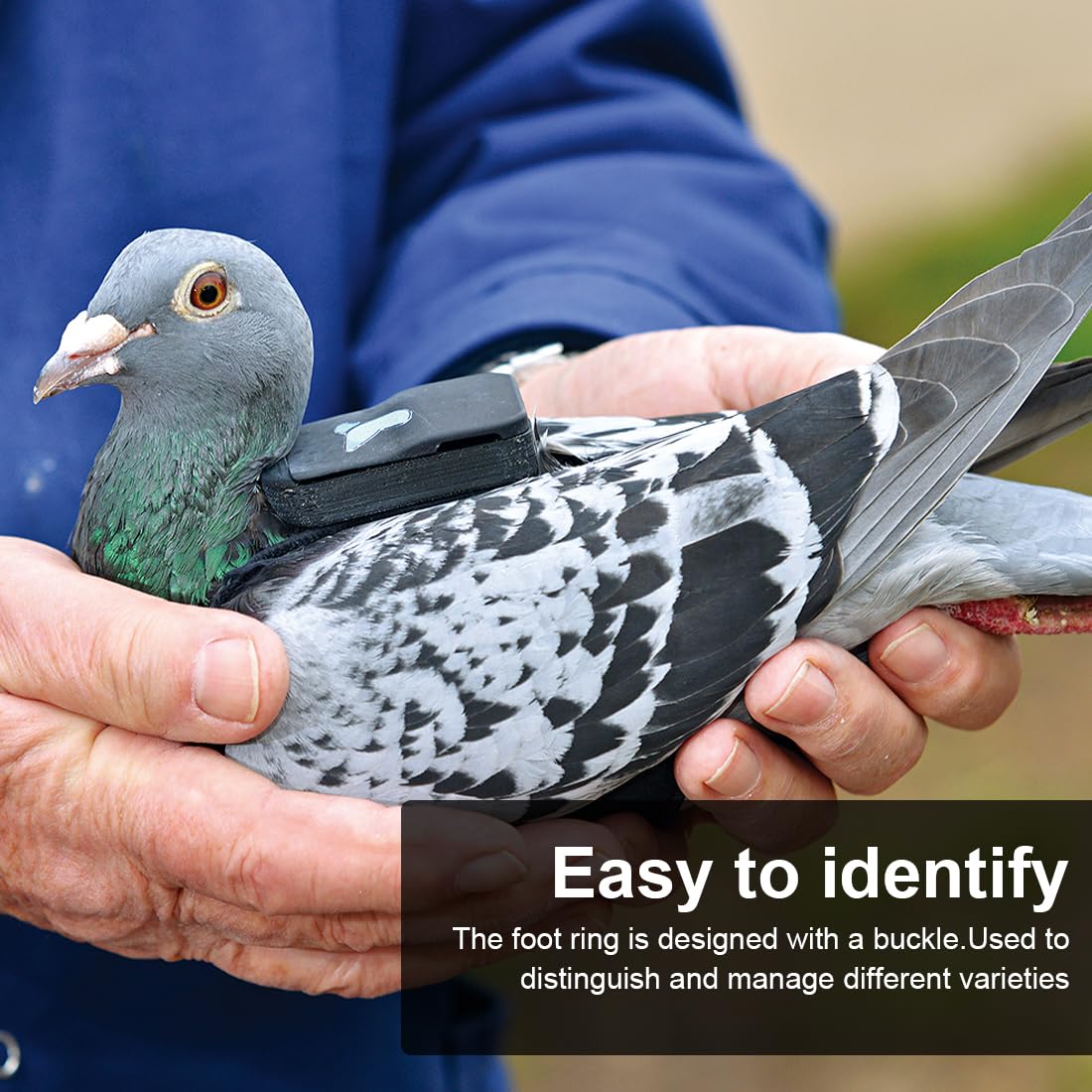 100 Anneaux De Pattes Pour Volaille - 8mm - 10 Couleurs - Pour Pigeons, Cailles, Poulets - Identification