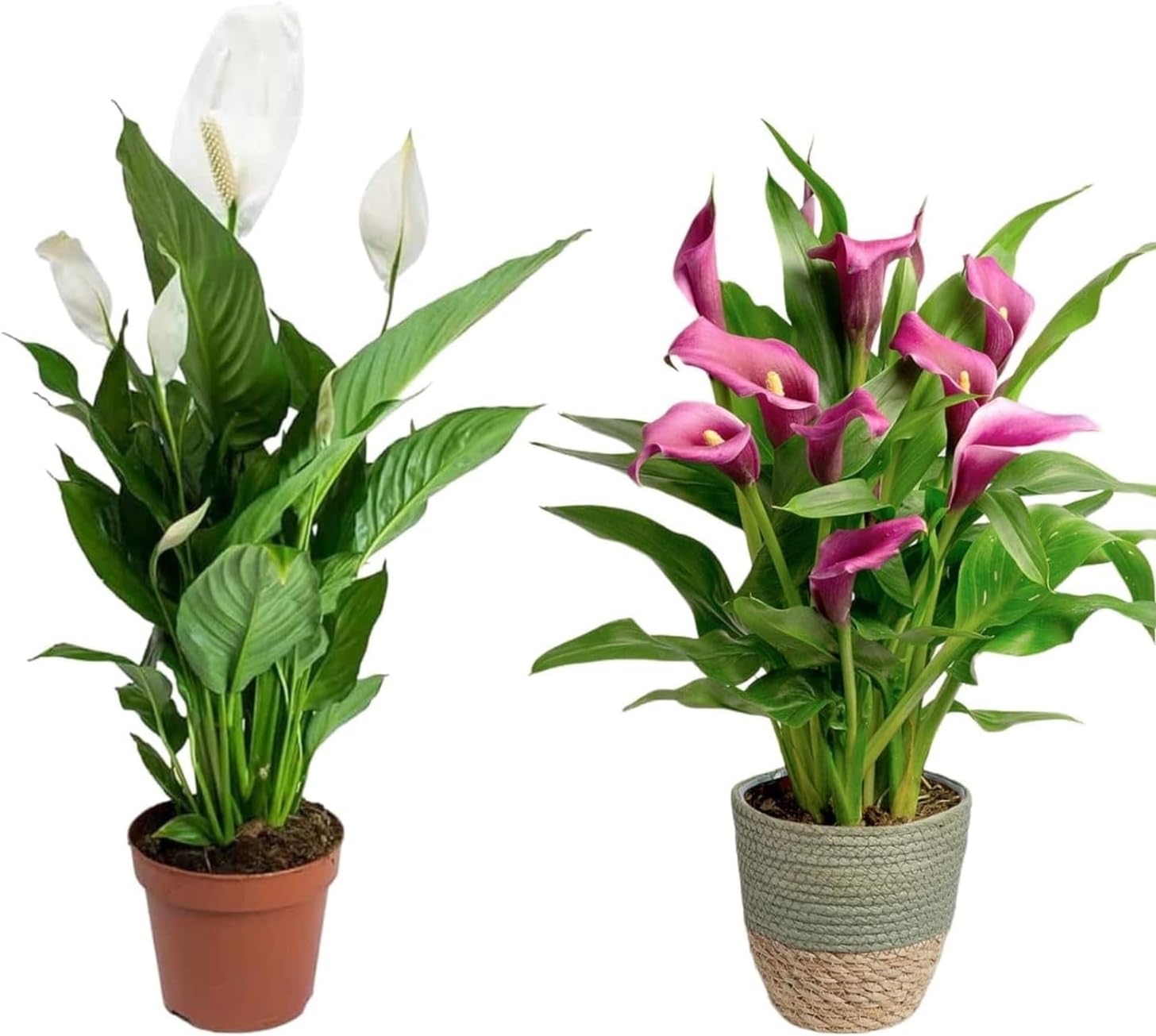 Guruji Plantation Combo of 2 Peace lily Indoor Plants For Living Room Balcony Home And Office Decoration with 4 inch Black Plastic Pot
