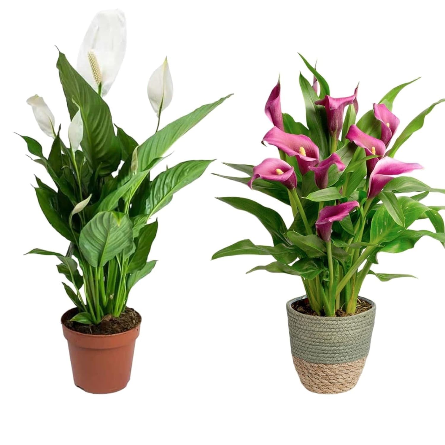 Guruji Plantation Combo of 2 Peace lily Indoor Plants For Living Room Balcony Home And Office Decoration with 4 inch Black Plastic Pot